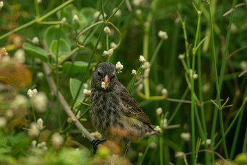 Galapagos finch