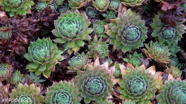 Close-up of Green Succulent Plants Arranged in a Dense Pattern Displaying Natural Texture and Vivid Colors of Hens and Chicks in Full Bloom