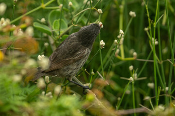 Galapagos finch
