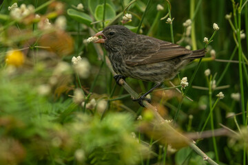 Galapagos finch