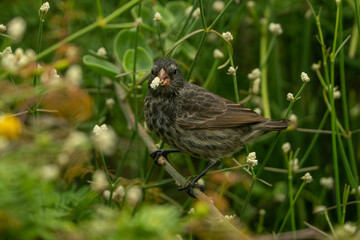 Galapagos finch