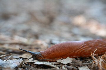 A red slug moves slowly across the forest floor in Courant de Huchet, Departement des Landes. The sun filters through the trees, illuminating the earthy surroundings and fallen leaves.