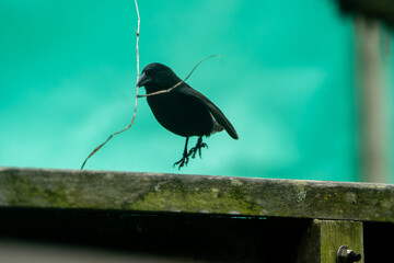 Galapagos finch