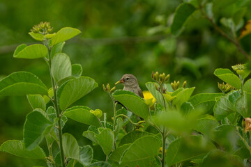 Galapagos finch