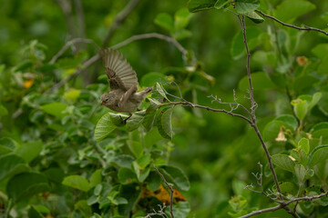 Galapagos finch