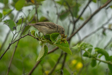 Galapagos finch