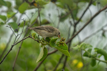 Galapagos finch