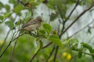 Galapagos finch