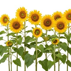 A vibrant row of blooming sunflowers against a white background