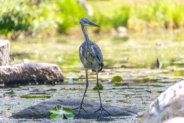 Graceful heron standing on rock in serene pond