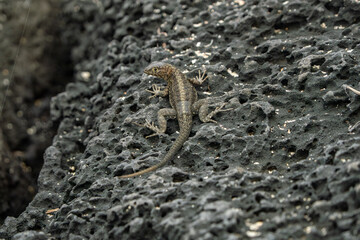 galapagos lava lizard,