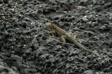 galapagos lava lizard