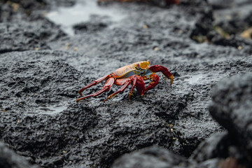 galapagos sally lightfoot crab