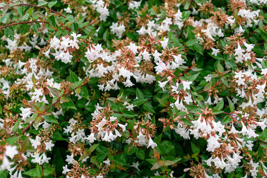 White and pink flowers blooming on green foliage in a lush garden. Abelia grandiflora