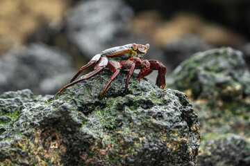 galapagos sally lightfoot crab