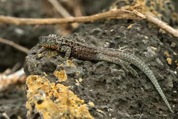 galapagos lava lizard, 