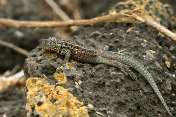 galapagos lava lizard