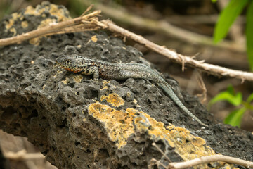 galapagos lava lizard