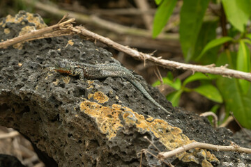 galapagos lava lizard
