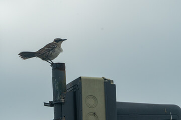 Galapagos Mockingbird