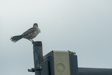 Galapagos Mockingbird