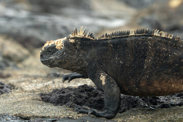 galapagos marine iguana