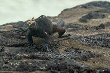 galapagos marine iguana