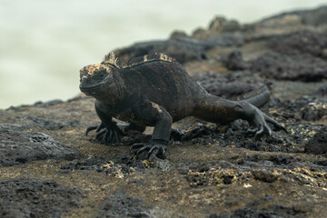 galapagos marine iguana