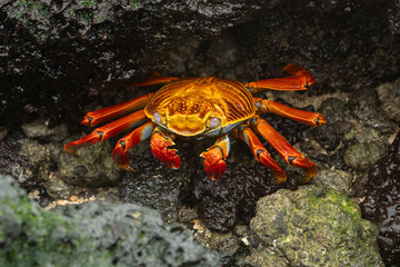 galapagos sally lightfoot crab