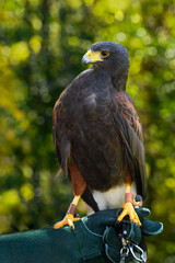 Hawk (Parabuteo unicinctus) Stands on Green Gloved Fist of Falconer