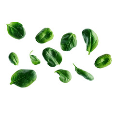 Fototapeta premium Fresh Green Spinach Leaves isolated on a transparent background 1