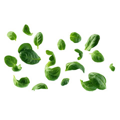 Fresh Green Spinach Leaves isolated on a transparent background
