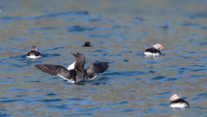 A Razorbill (Alca Torda) Spreads Its Wings Amidst Puffins (Fratercula Arctica) At Sea