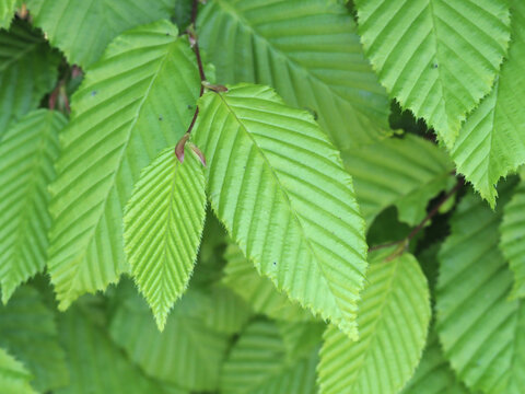 Green leaves of common hornbeam, Carpinus betulus