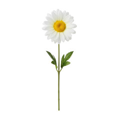 Single white and yellow daisy flower with long stem