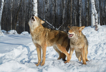Coyotes (Canis latrans) One Howling Second Beginning to Join In Winter