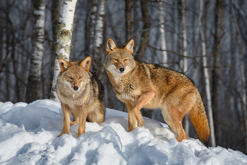 Two Coyotes (Canis latrans) Stare Out From Top of Embankment Winter