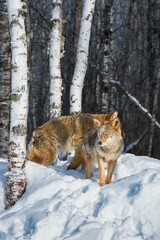 Two Coyotes (Canis latrans) Stand Together by Birch Tree Eyes Closed Winter