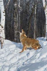 Coyote (Canis latrans) Lifts Head Howling In Birches Winter