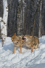 Coyote (Canis latrans) Paws and Bares Teeth at Sibling Winter