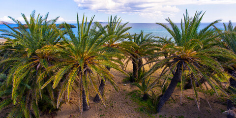 Fototapeta premium The palm forest of Vai in Crete, Greece