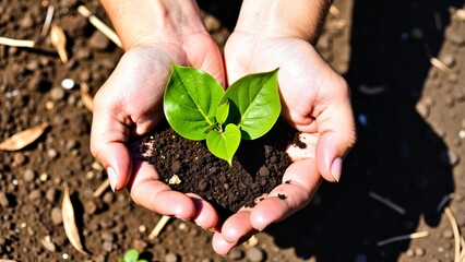 Green life and environmentally friendly planting concept