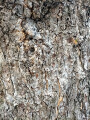 bark of a tree
