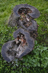 Old tree stump shows signs of decay.