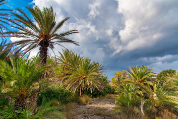 Naklejka premium The forest of Vai in Crete, Greece
