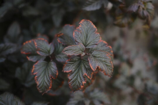 Close view of Ninebark foliage.