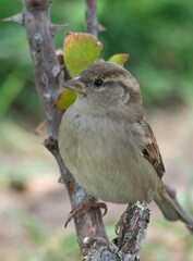 A female house sparrow on a branch