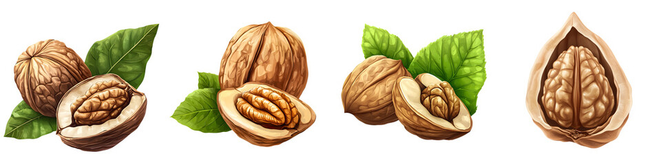 Walnut – A type of nut that squirrels often eat known for its hard shell. Isolated on Clear White Background Highly Detailed