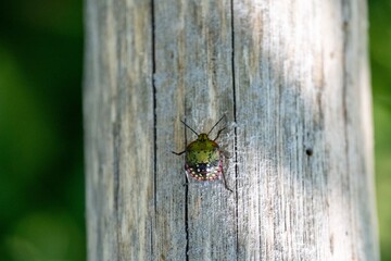 Close-up of a colorful shield bug sitting on a wooden surface. Macro shot of an insect with bright green and red markings in natural light. Concept of biodiversity, entomology, and wildlife.