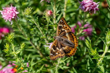 Close-up of a brown and orange butterfly perched on a pink flower in a summer garden. Macro shot with vibrant natural colors and detailed texture of wings. 